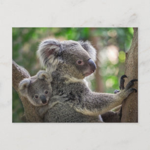 Carte Postale Cute Koala Ours & Cube Animal Australien