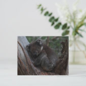 Carte Postale Cute Koala sleeping in a tree Australia (Debout devant)