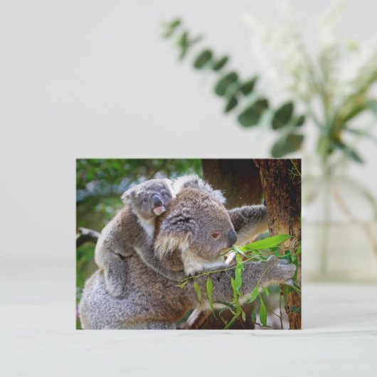 Carte Postale Cute Koalas (Debout devant)