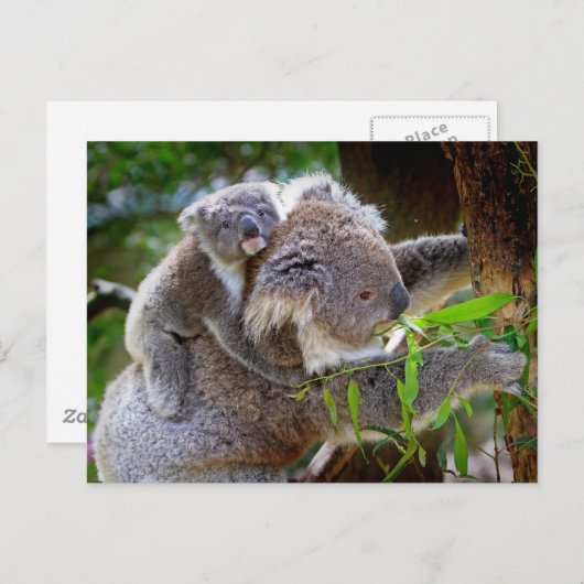Carte Postale Cute Koalas (Devant / Derrière)