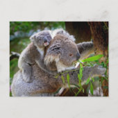 Carte Postale Cute Koalas (Devant)