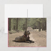 Carte Postale Cute Laboratoire De Chocolat Sur Un Chemin De Forê (Devant / Derrière)