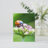Carte Postale Cute Ladybug (Debout devant)