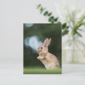 Carte Postale Cute lapin Lapin Nature Photo (Debout devant)