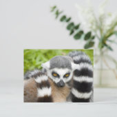 Carte Postale - Cute Lemur Stripey Tail (Debout devant)