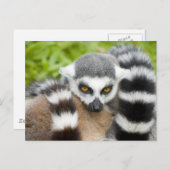Carte Postale - Cute Lemur Stripey Tail (Devant / Derrière)