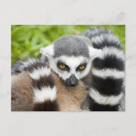 Carte Postale - Cute Lemur Stripey Tail (Devant)
