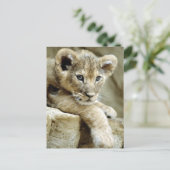 Carte Postale Cute Lion Cub (Debout devant)