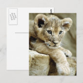 Carte Postale Cute Lion Cub (Devant / Derrière)