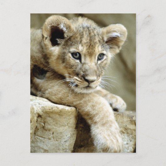 Carte Postale Cute Lion Cub (Devant)