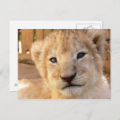 Carte Postale Cute Lion Cub (Devant / Derrière)