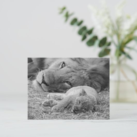 Carte Postale Cute Lion Cub Repose Avec Le Père (Debout devant)