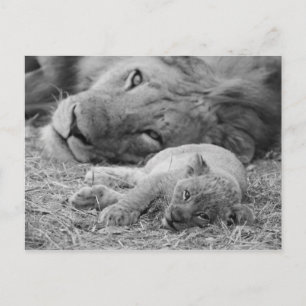 Carte Postale Cute Lion Cub Repose Avec Le Père