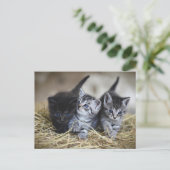 Carte Postale cute little baby kittens (Debout devant)