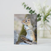 Carte Postale Cute Little Chipmunk en alerte (Debout devant)