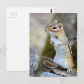 Carte Postale Cute Little Chipmunk en alerte (Devant / Derrière)