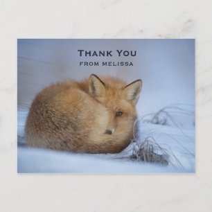 Carte Postale Cute Little Fox Curling Up Winter Photo Merci