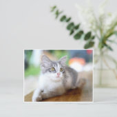 Carte postale Cute Little Grey et White Kitten (Debout devant)