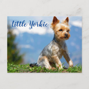 Carte Postale Cute Little Yorkie Terrier