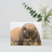 Carte Postale Cute lop à lapin (Debout devant)