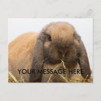 Carte Postale Cute lop à lapin