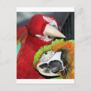 Carte Postale Cute macaws