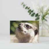 CARTE POSTALE CUTE MEERKAT (Debout devant)