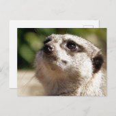 CARTE POSTALE CUTE MEERKAT (Devant / Derrière)