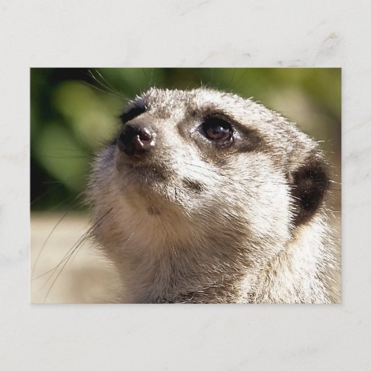 CARTE POSTALE CUTE MEERKAT (Devant)