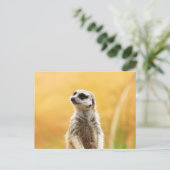 Carte postale Cute Meerkat (Debout devant)