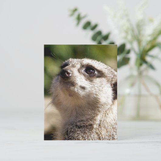CARTE POSTALE CUTE MEERKAT (Debout devant)