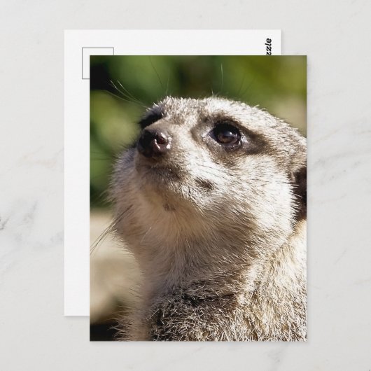 CARTE POSTALE CUTE MEERKAT (Devant / Derrière)