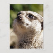 CARTE POSTALE CUTE MEERKAT (Devant)