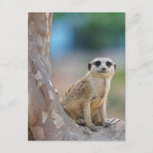 Carte Postale Cute Meerkat Sat sur arbre