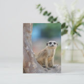 Carte Postale Cute Meerkat Sat sur arbre (Debout devant)