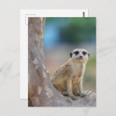 Carte Postale Cute Meerkat Sat sur arbre (Devant / Derrière)