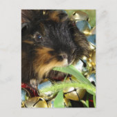 Carte Postale Cute Merry Christmas Guinea Pig (Devant)