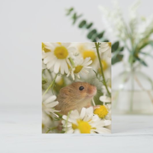 Carte postale - Cute Mouse parmi les Daisy's (Debout devant)