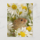 Carte postale - Cute Mouse parmi les Daisy's (Devant)