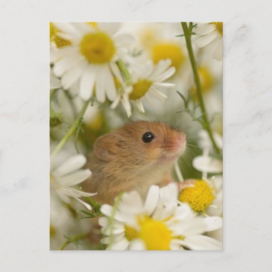 Carte postale - Cute Mouse parmi les Daisy's (Devant)