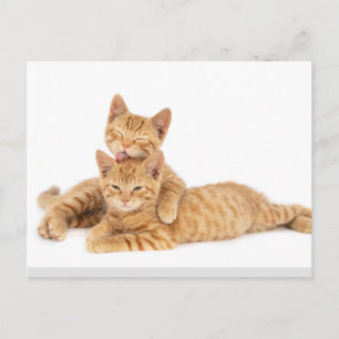 Carte Postale Cute Orange Tabby Chat Kitten