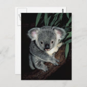 Carte Postale Cute Ours Koala (Devant / Derrière)