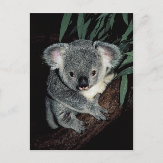 Carte Postale Cute Ours Koala (Devant)