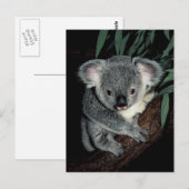 Carte Postale Cute Ours Koala (Devant / Derrière)