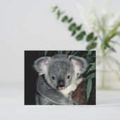 Carte Postale Cute Ours Koala (Debout devant)