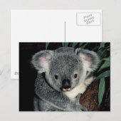 Carte Postale Cute Ours Koala (Devant / Derrière)
