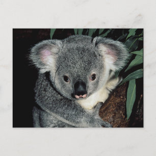 Carte Postale Cute Ours Koala