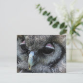 Carte Postale Cute Owl (Debout devant)
