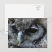 Carte Postale Cute Owl (Devant / Derrière)