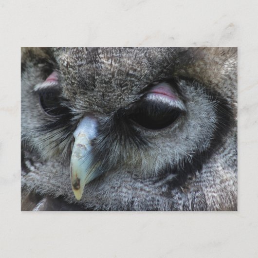 Carte Postale Cute Owl (Devant)